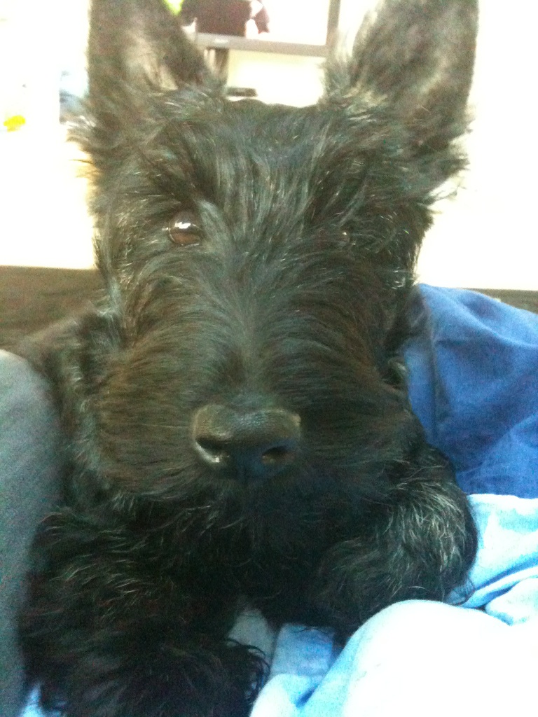 Scottish aux yeux tendres